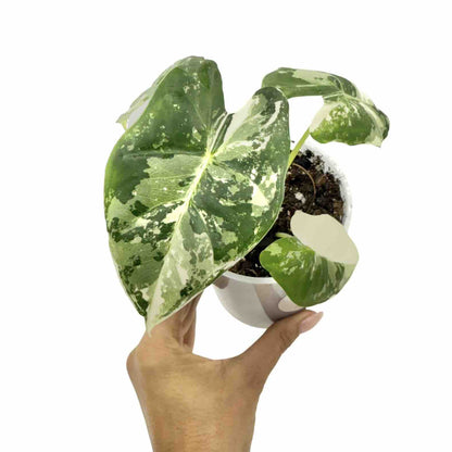 Alocasia Frydek (variegata) - plantandstories