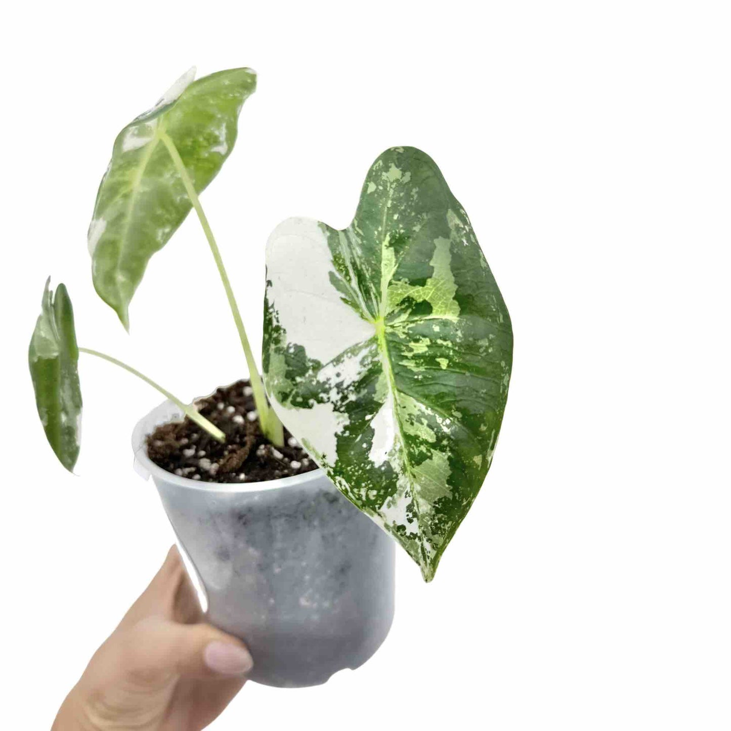 Alocasia Frydek (variegata) - plantandstories