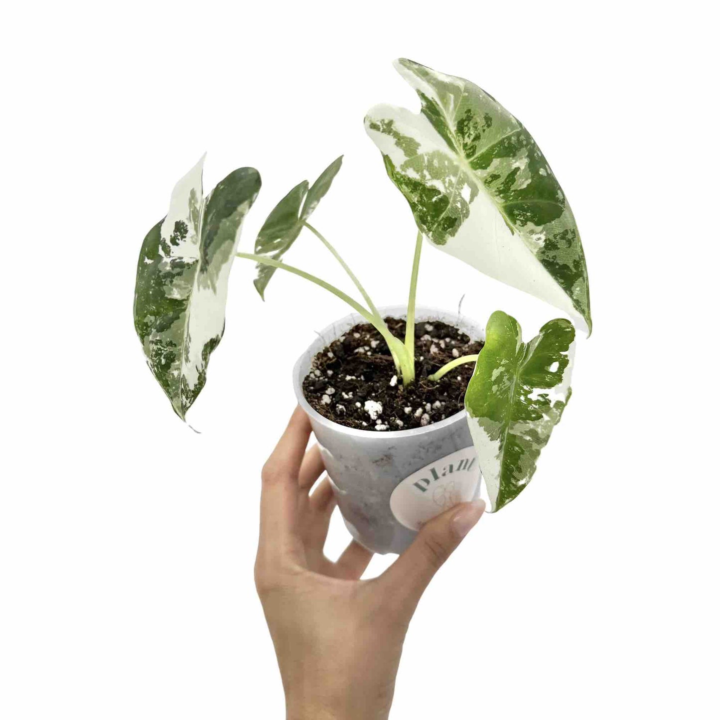 Alocasia Frydek (variegata) - plantandstories