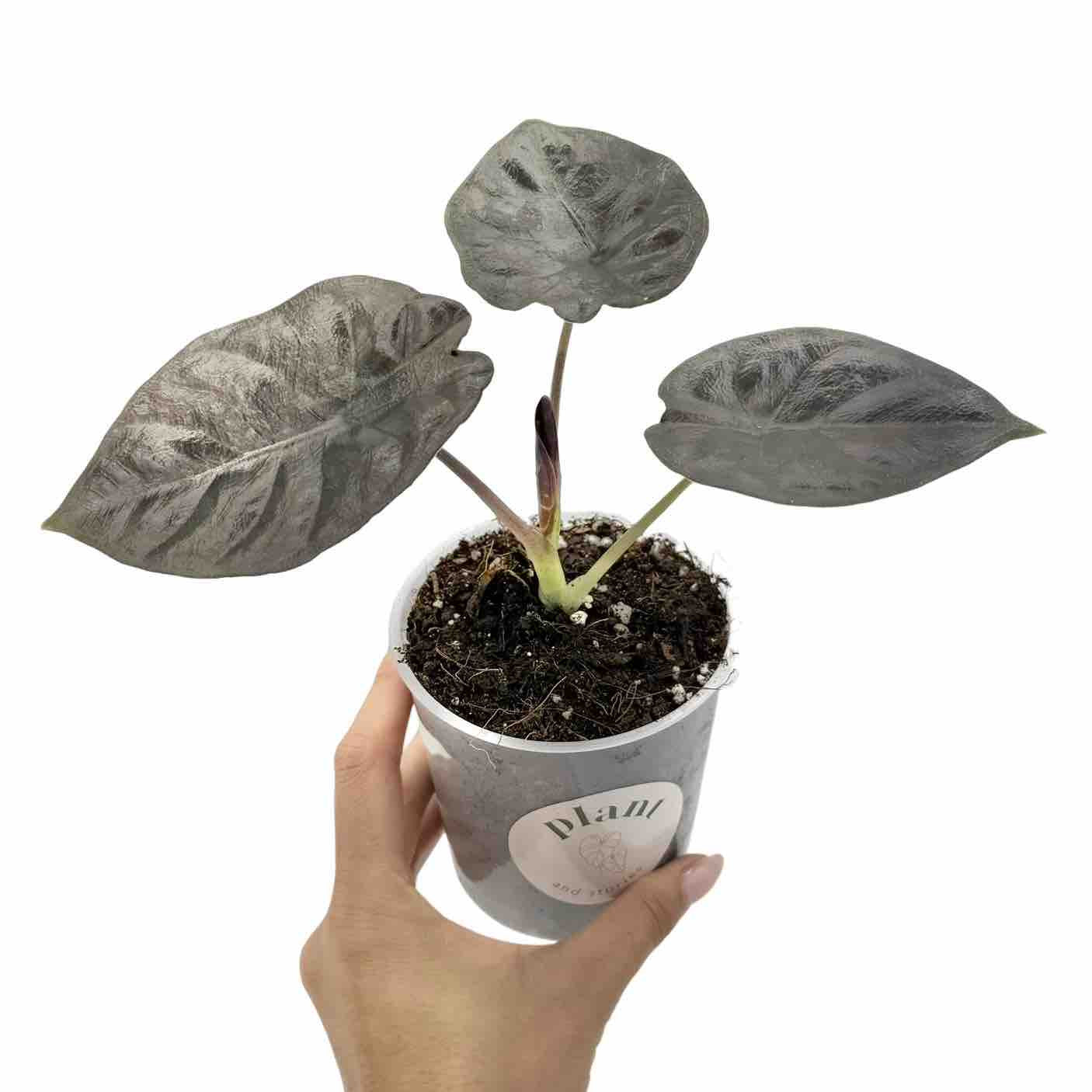 Alocasia Infernalis Black Magic aux feuilles sombres et métalliques dans son pot de culture transparent