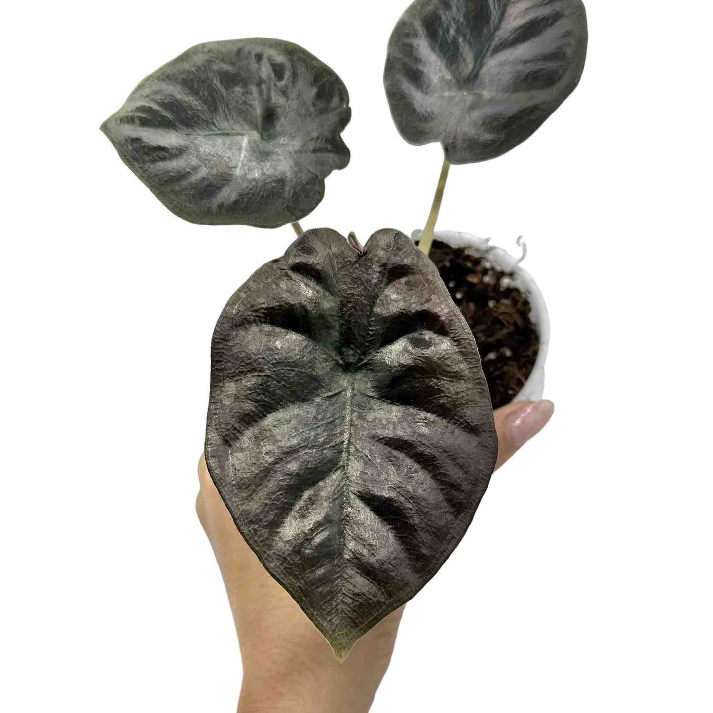 Alocasia Infernalis 'Black Magic' aux feuilles sombres et métalliques dans son pot de culture blanc