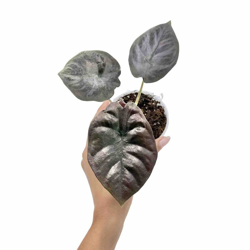 Alocasia Infernalis 'Black Magic'