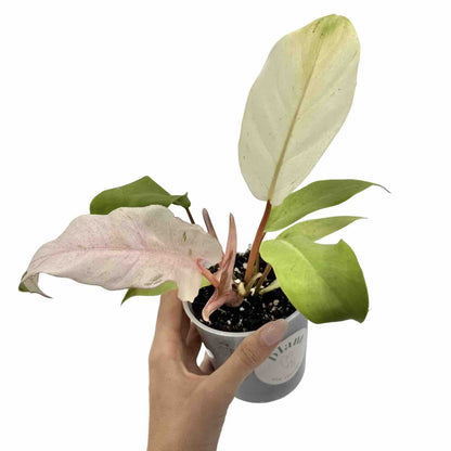Philodendron Snowdrift