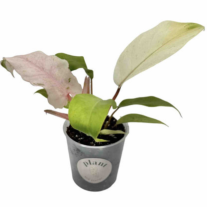 Philodendron Snowdrift
