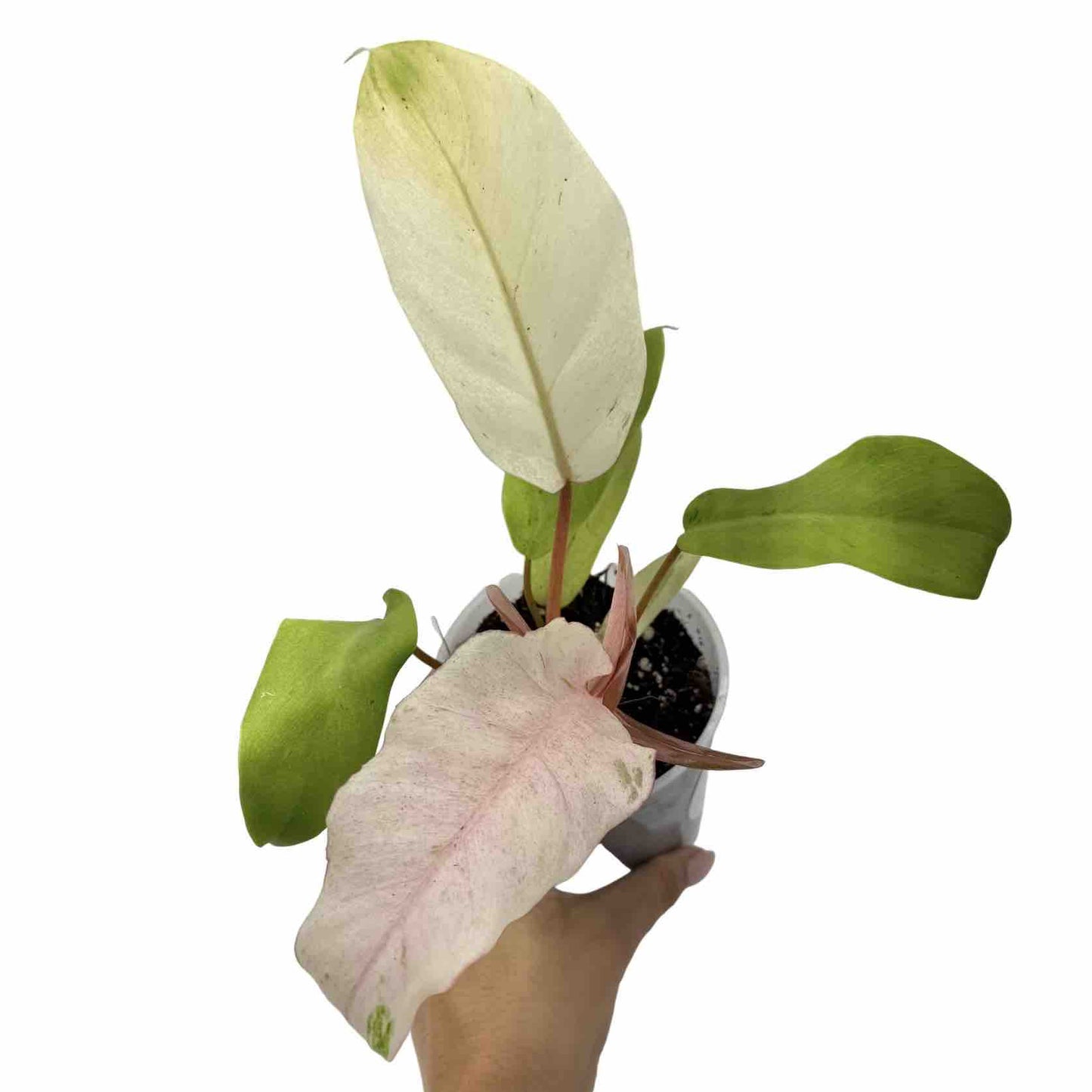 Philodendron Snowdrift