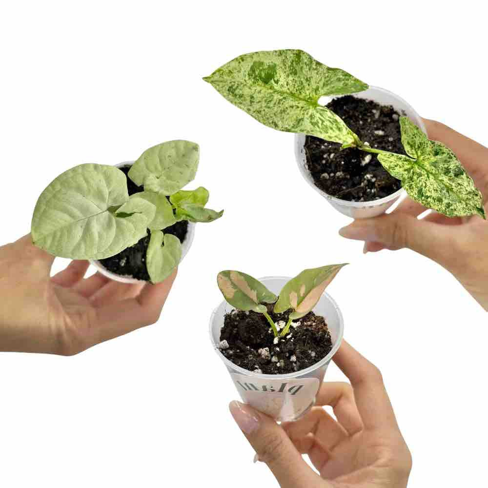 Trio de Syngonium avec trois jeunes plantes dans de petits pots, dont une aux feuilles rose pale et vert
