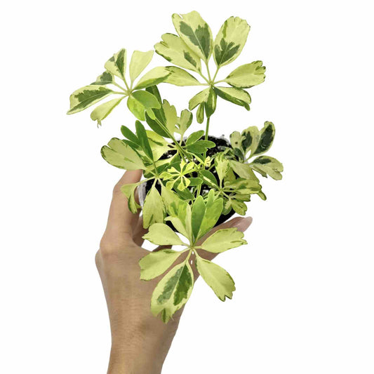 Schefflera Arboricola 'Janine'