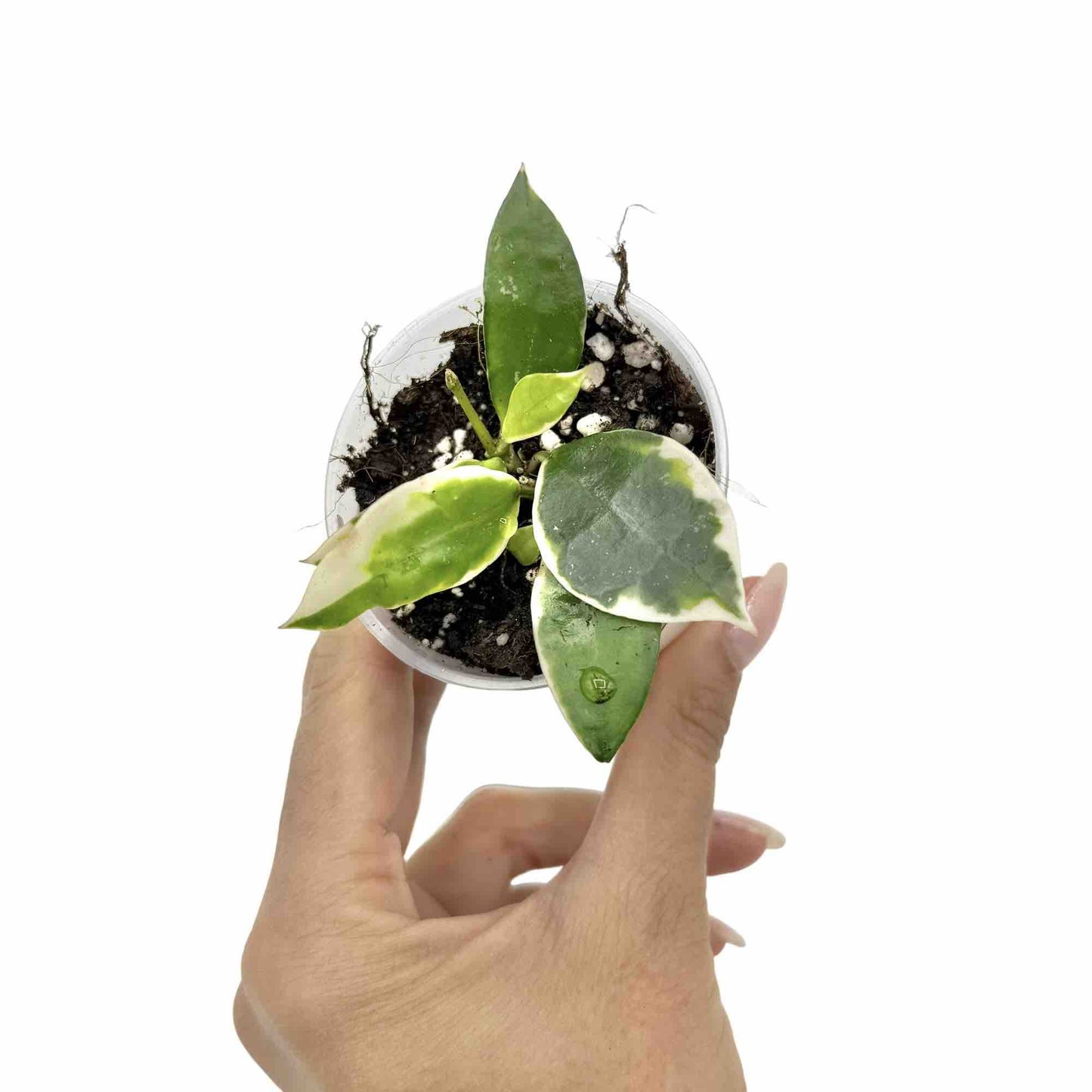 Hoya Lacunosa Albomarginata 'Asami'