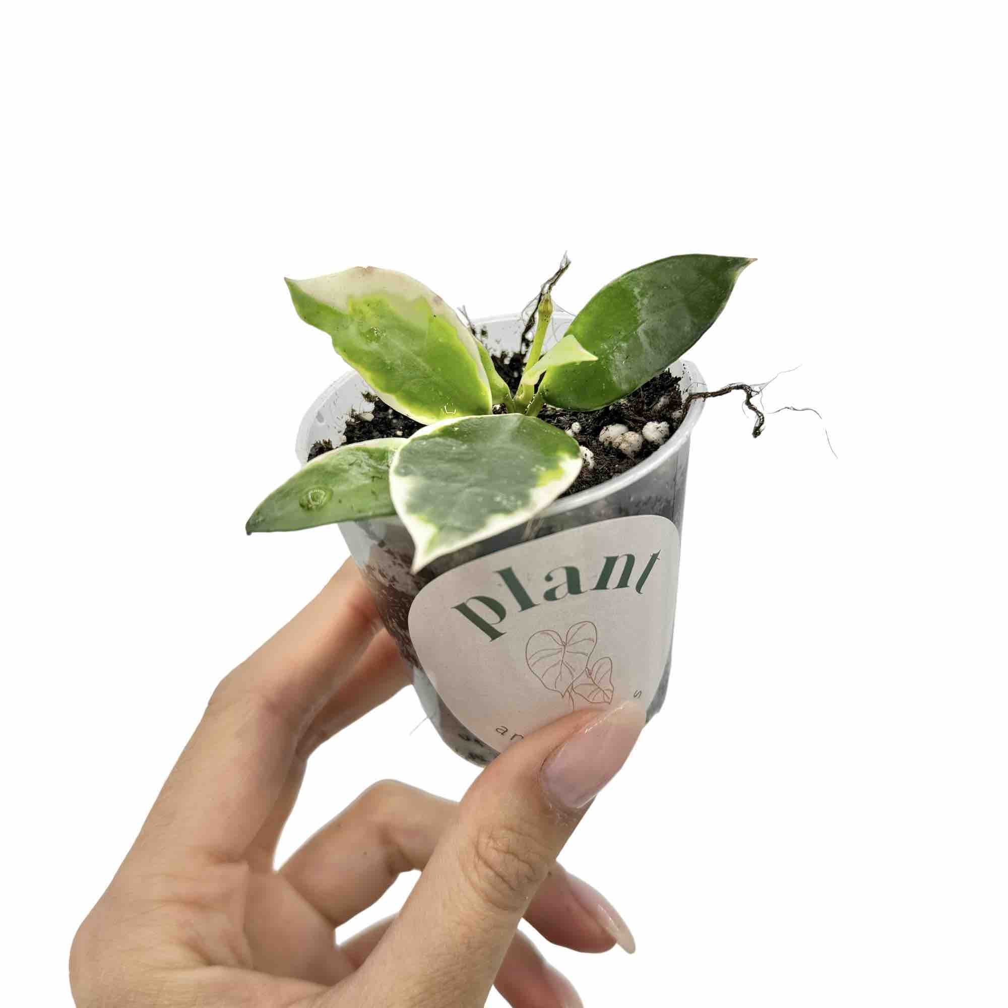 Hoya Lacunosa Albomarginata 'Asami' – plantandstories