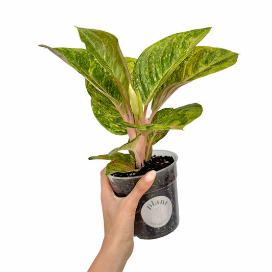 Jolie Aglaonema Apple Green avec ses feuilles panachées de vert clair et ses tiges rosées dans son pot transparent
