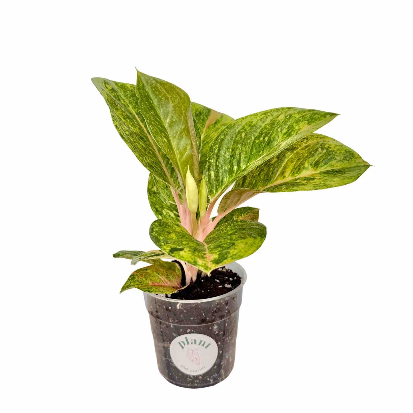 Aglaonema Apple Green