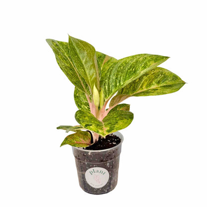 Aglaonema Apple Green