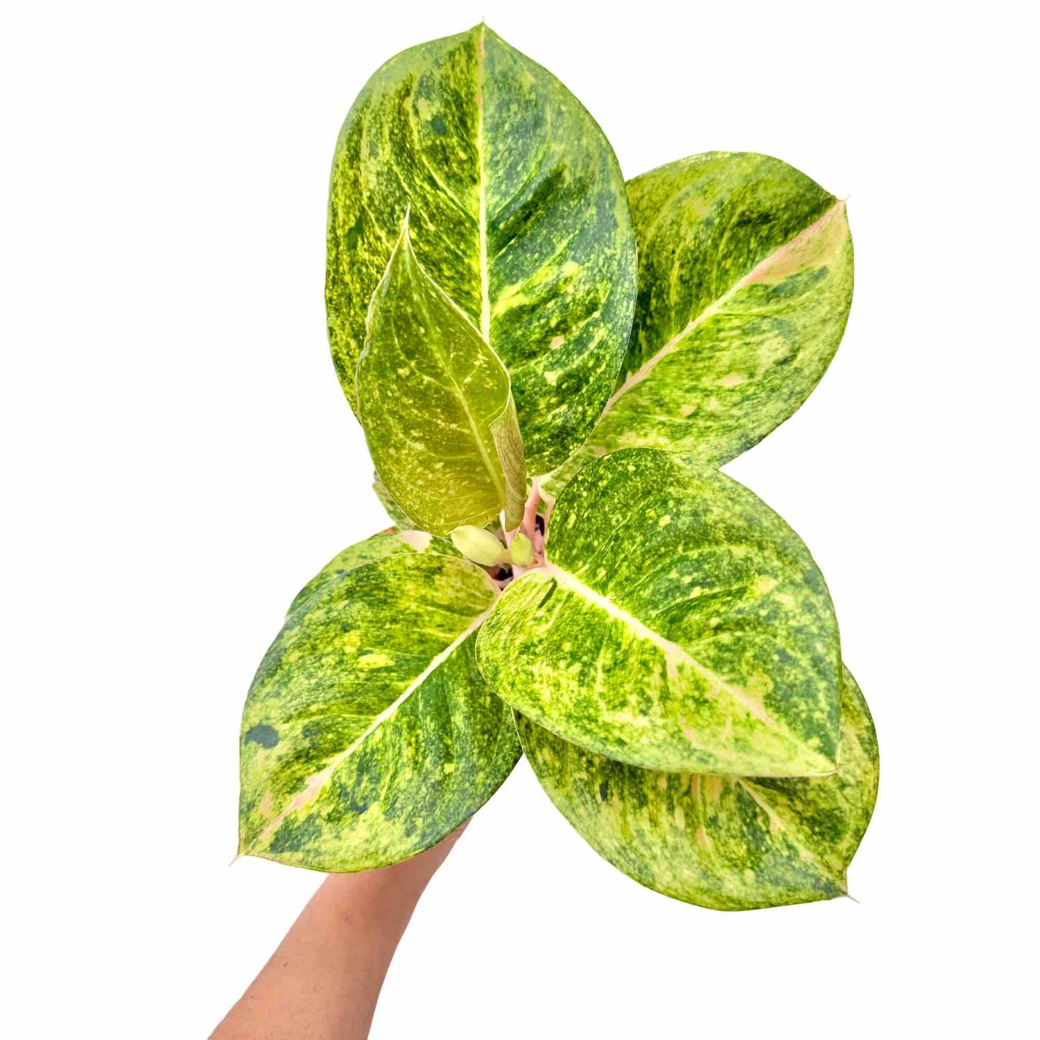 Aglaonema Apple Green au feuillage panaché de vert vif, de jaune clair et de délicates touches de rose