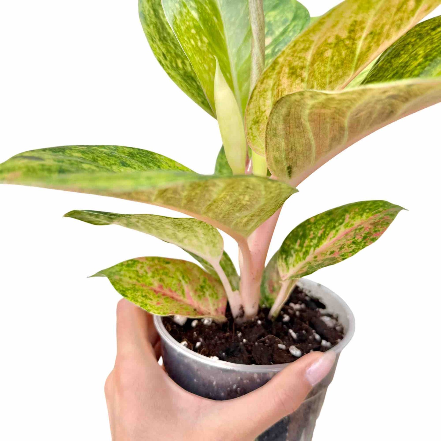Aglaonema Apple Green