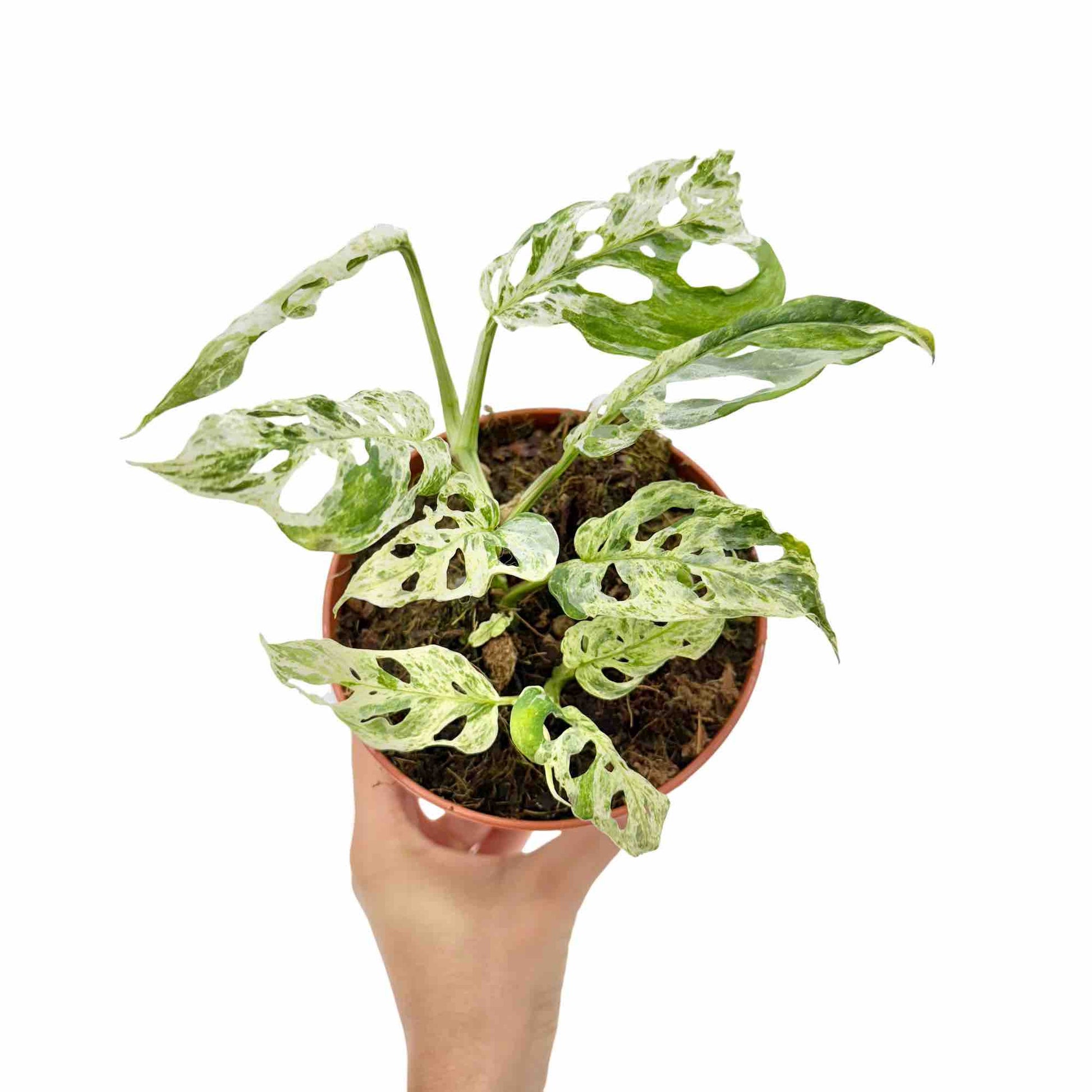 Monstera Frozen Freckles aux feuilles perforées et mouchetées de blanc dans son pot de culture marron