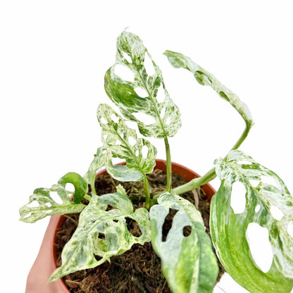 Monstera Frozen Freckles