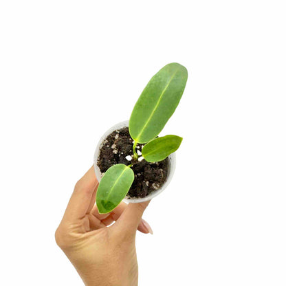 Anthurium Warocqueanum - plantandstories