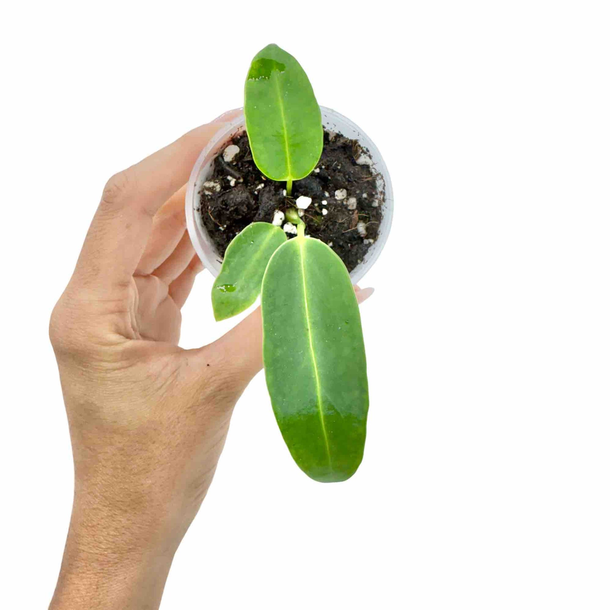 anthurium warocqueanum propagation Learn how to showcase your Anthurium warocqueanum in style – plantandstories