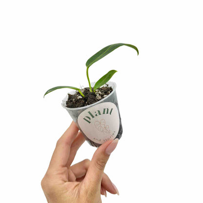 Anthurium Warocqueanum