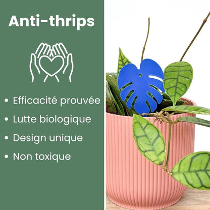 Blue Sticky Traps Against Thrips - Blue Chromatic Traps