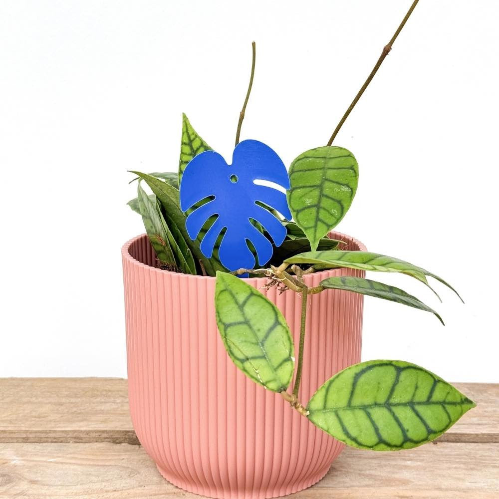 Pièges bleus englués contre les thrips en forme de monstera placés dans le pot rose d'une plante verte d'intérieur