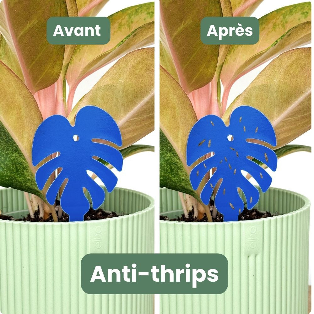 Blue Sticky Traps Against Thrips - Blue Chromatic Traps