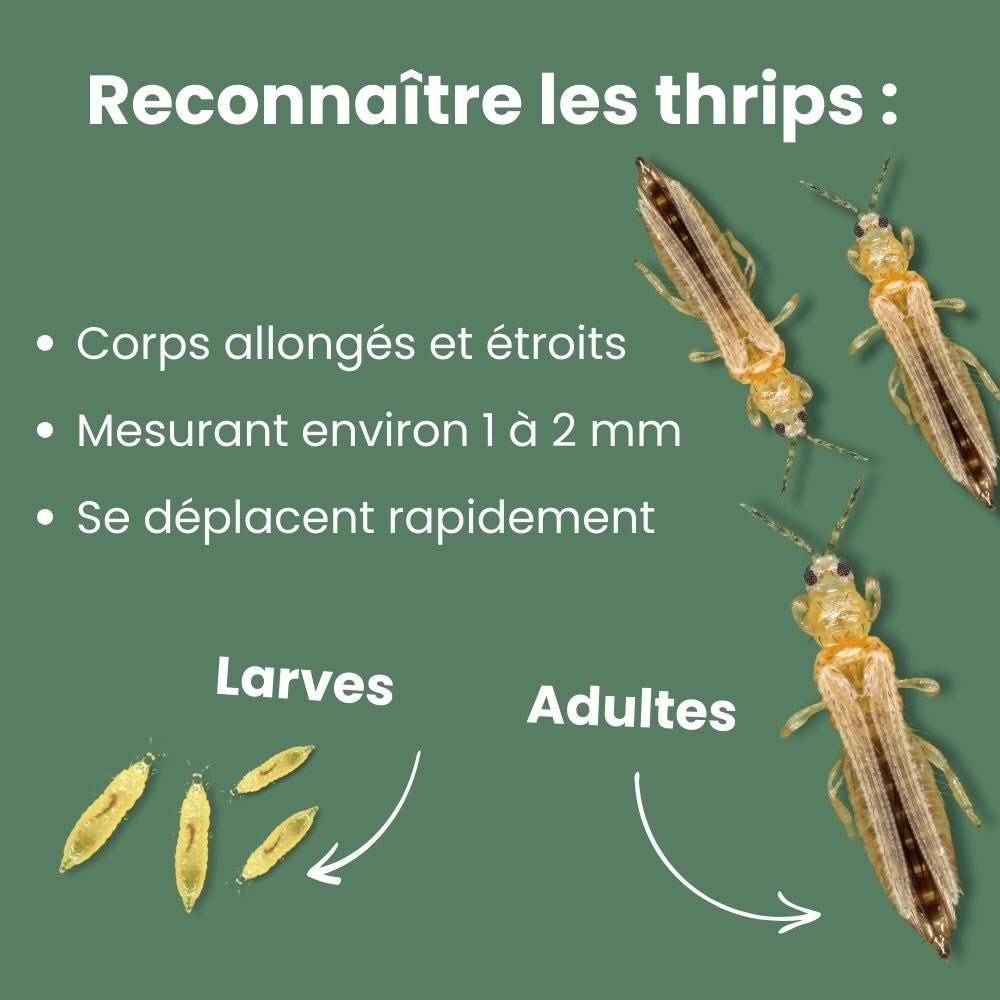 OFFRE DUO - Pièges bleus Anti - thrips + Pièges Jaunes Anti - mouches de terreau - Pièges chromatiques englués - plantandstories