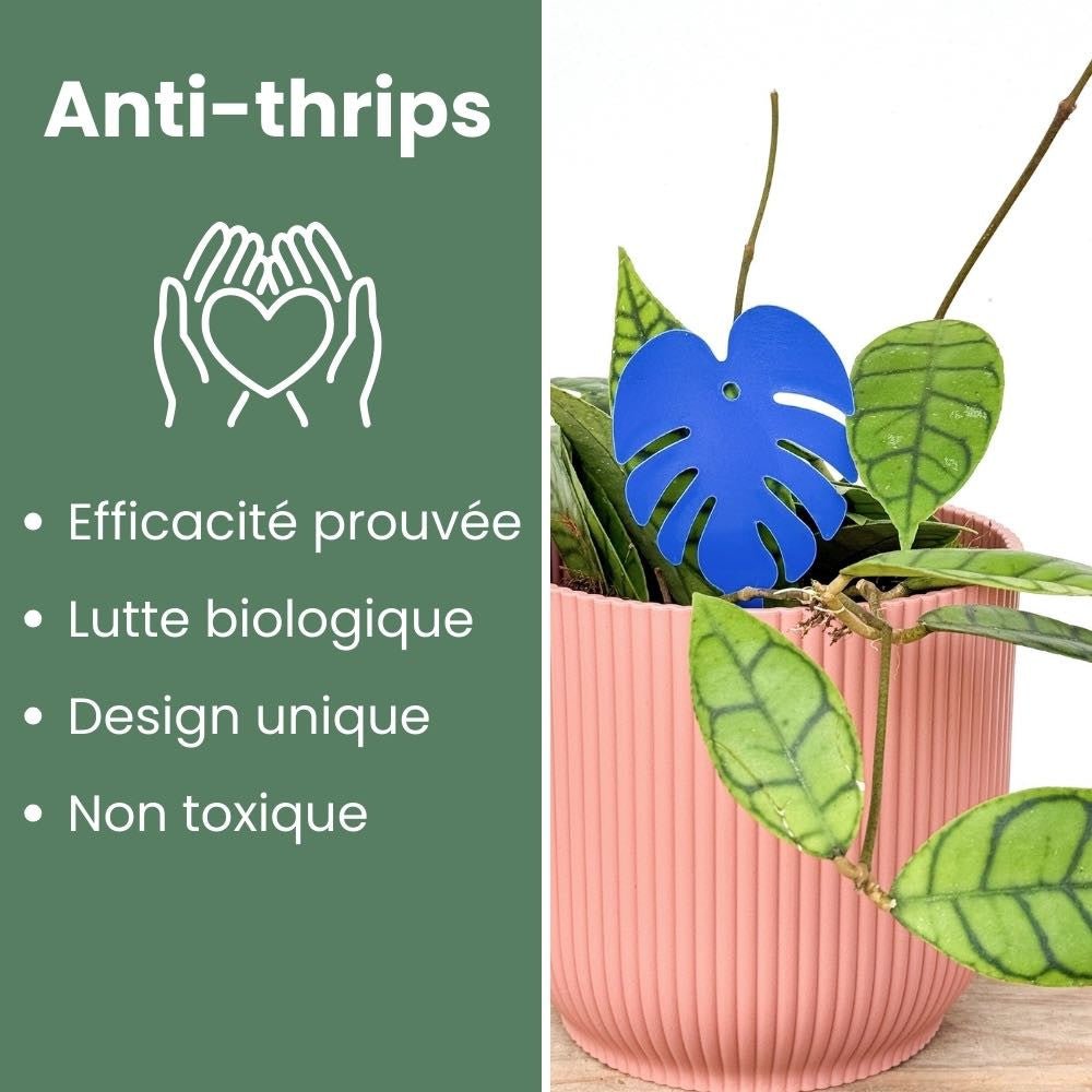 OFFRE DUO - Pièges bleus Anti - thrips + Pièges Jaunes Anti - mouches de terreau - Pièges chromatiques englués - plantandstories
