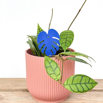 OFFRE DUO - Pièges bleus Anti - thrips + Pièges Jaunes Anti - mouches de terreau - Pièges chromatiques englués - plantandstories