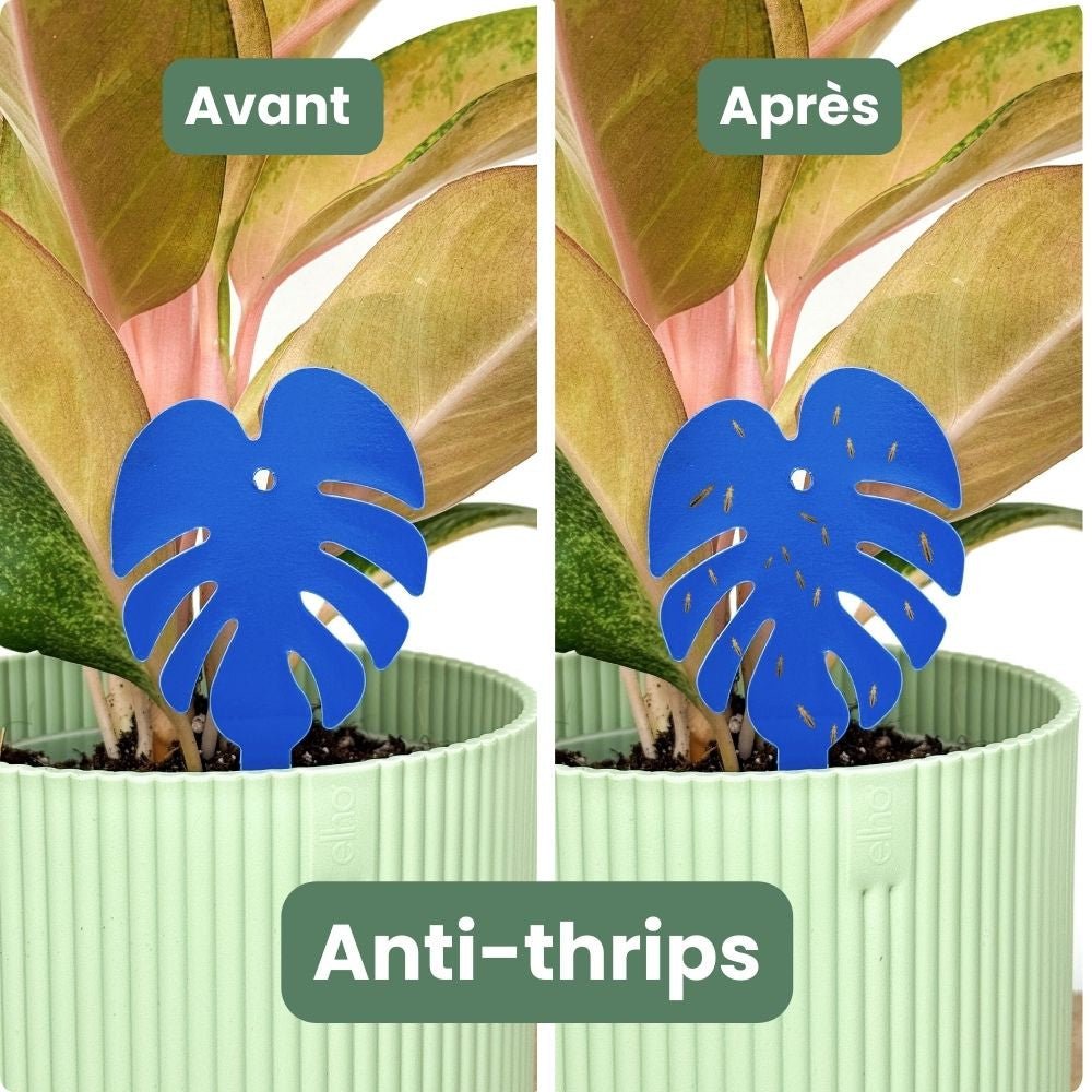 OFFRE DUO - Pièges bleus Anti - thrips + Pièges Jaunes Anti - mouches de terreau - Pièges chromatiques englués - plantandstories