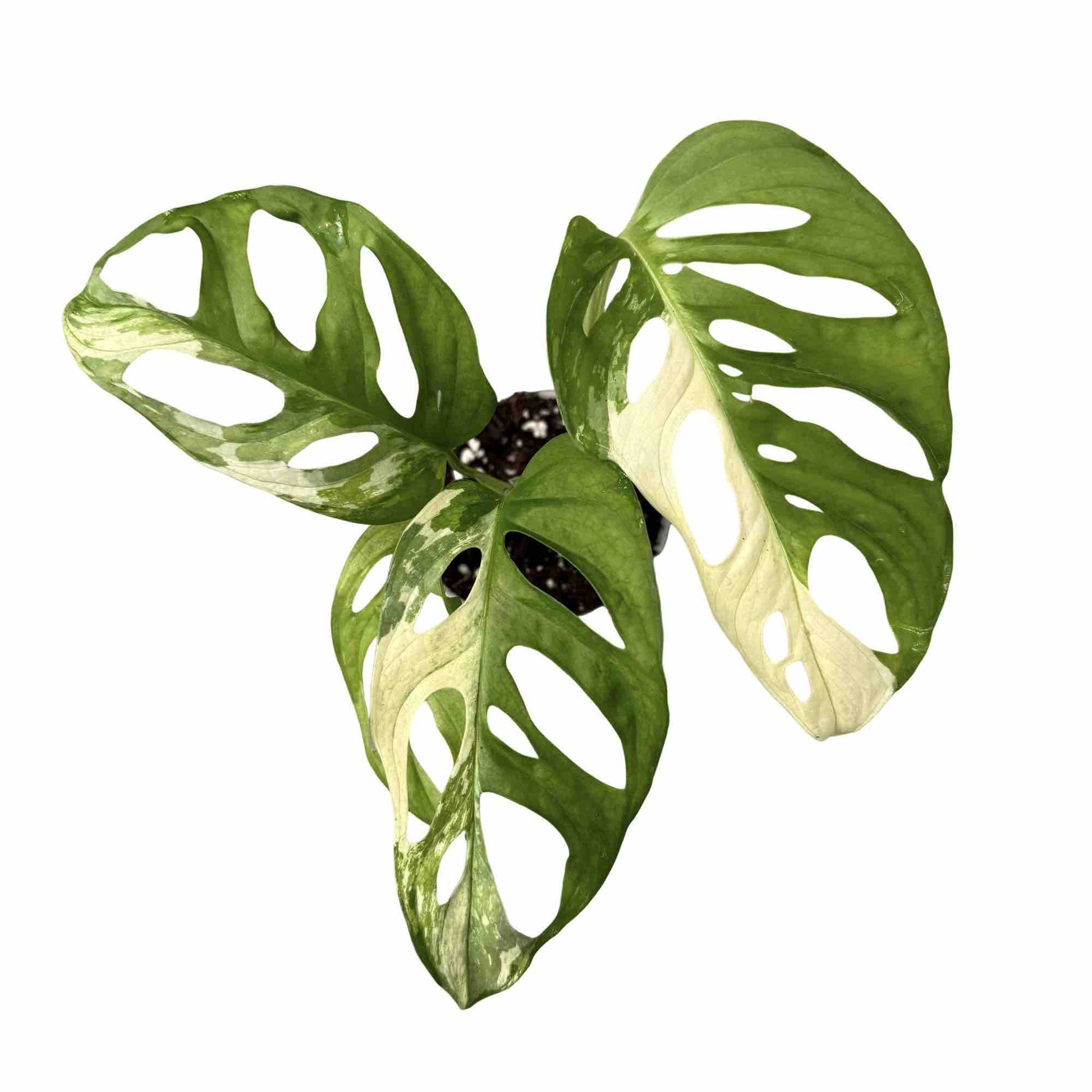 monstera adansonii origin Monstera Adansonii Variegata Rare Pot 9cm Stake – plantandstories