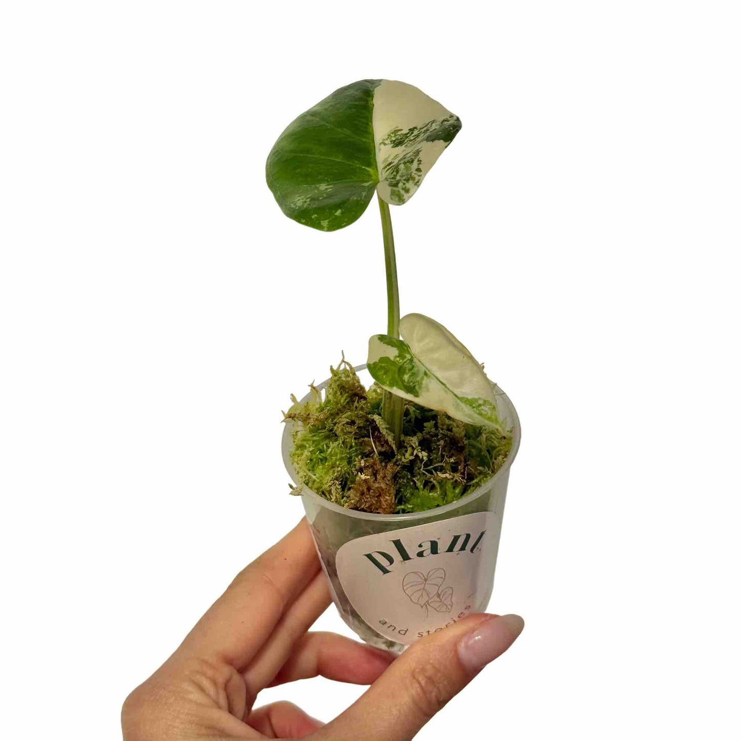 Alocasia Macrorrhiza variegata