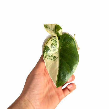 Alocasia Macrorrhiza variegata