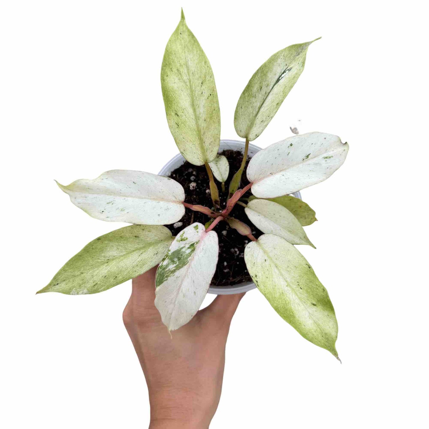 Philodendron Snowdrift