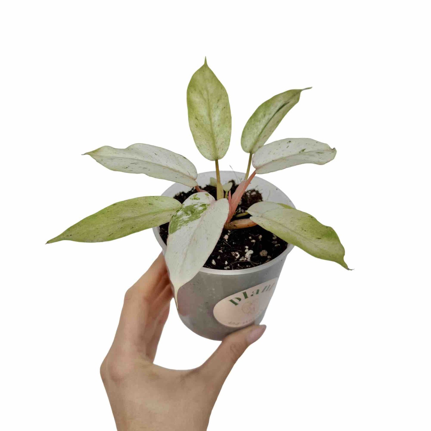 Philodendron Snowdrift