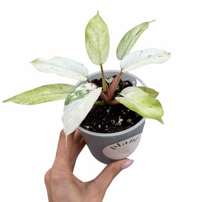 Philodendron Snowdrift