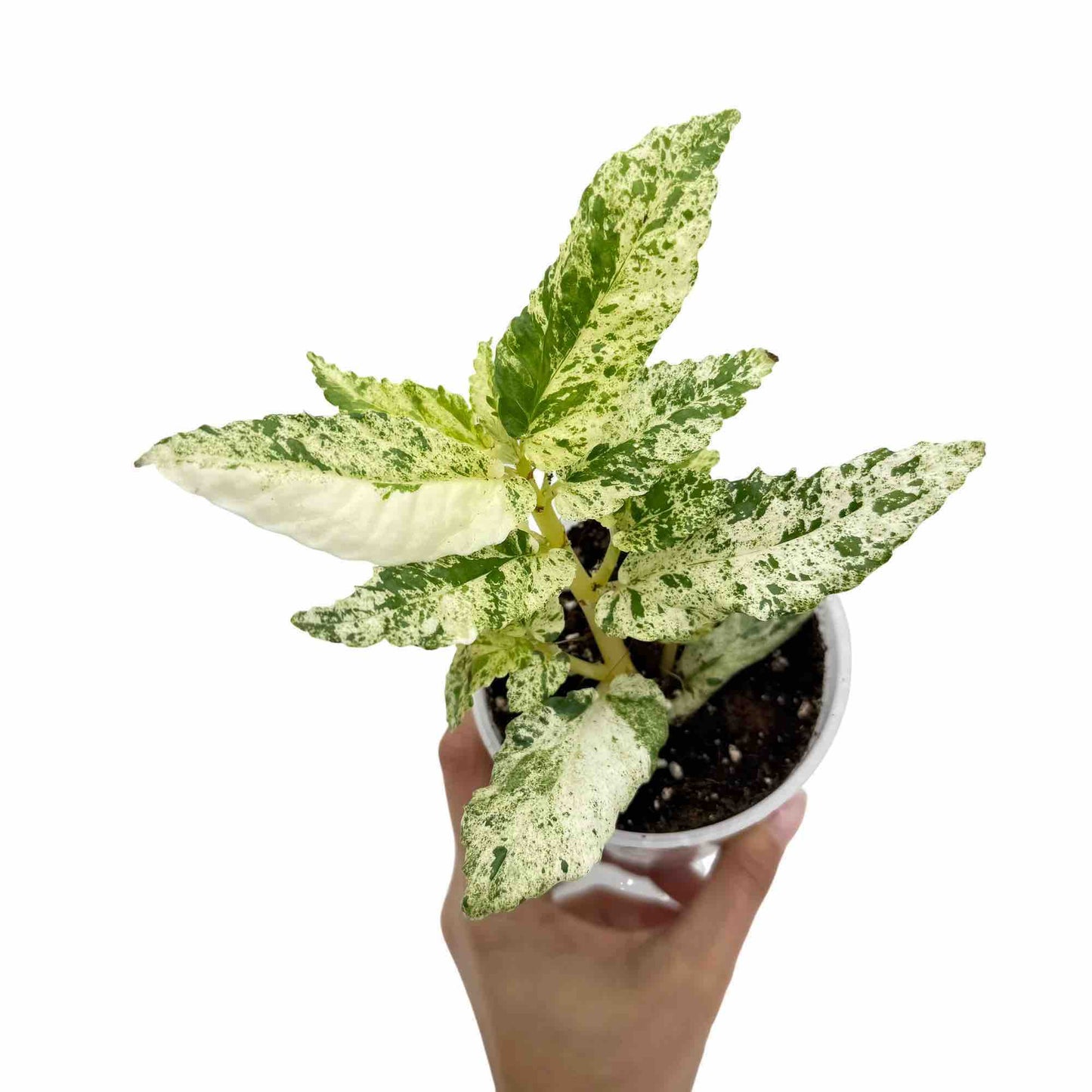 Pellionia Repens Variegata