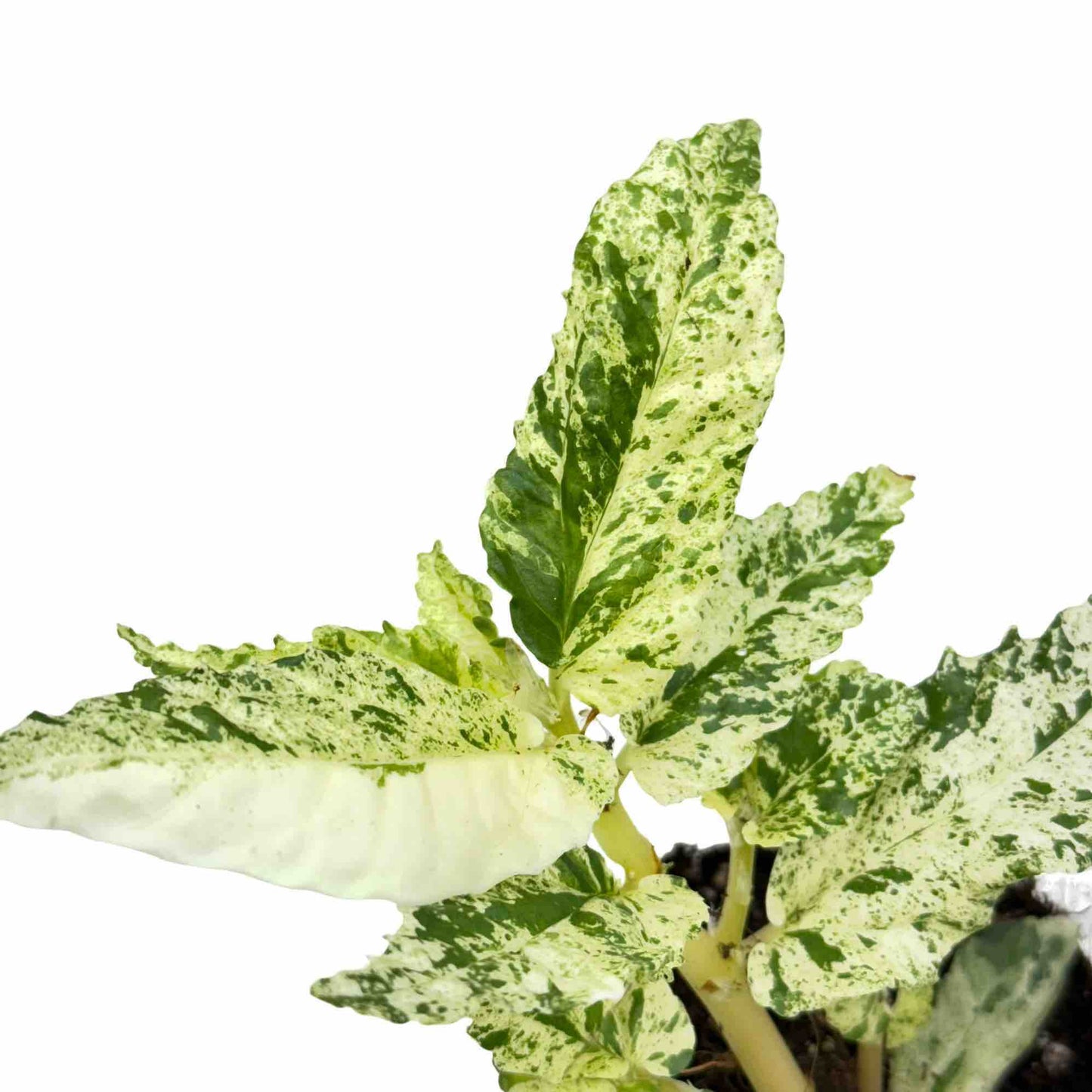Pellionia Repens Variegata