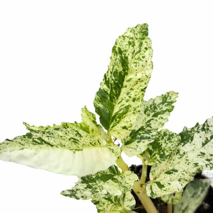 Pellionia Repens Variegata