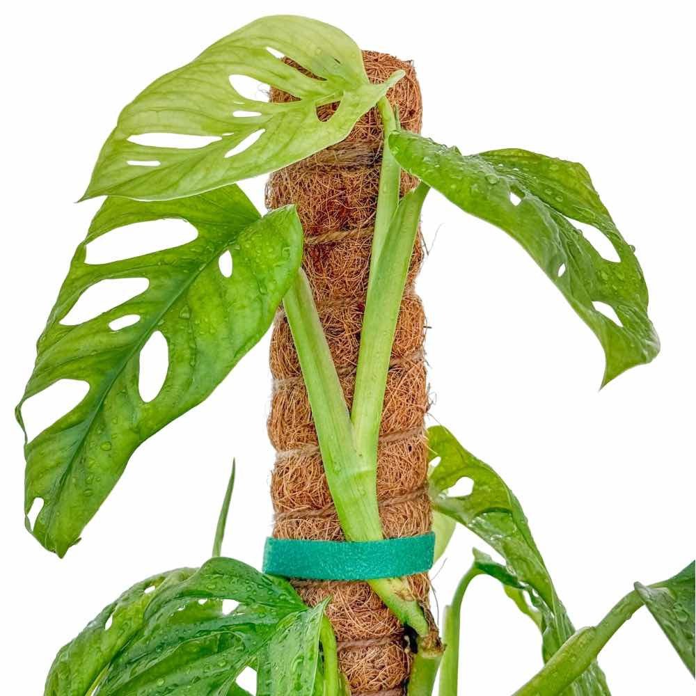 Lot X2 Tuteurs empilables pour plantes en fibres de coco + 1m ruban velcro Offert - Support pour plantes grimpantes - plantandstories