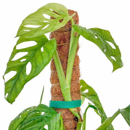 Lot X2 Tuteurs empilables pour plantes en fibres de coco + 1m ruban velcro Offert - Support pour plantes grimpantes - plantandstories
