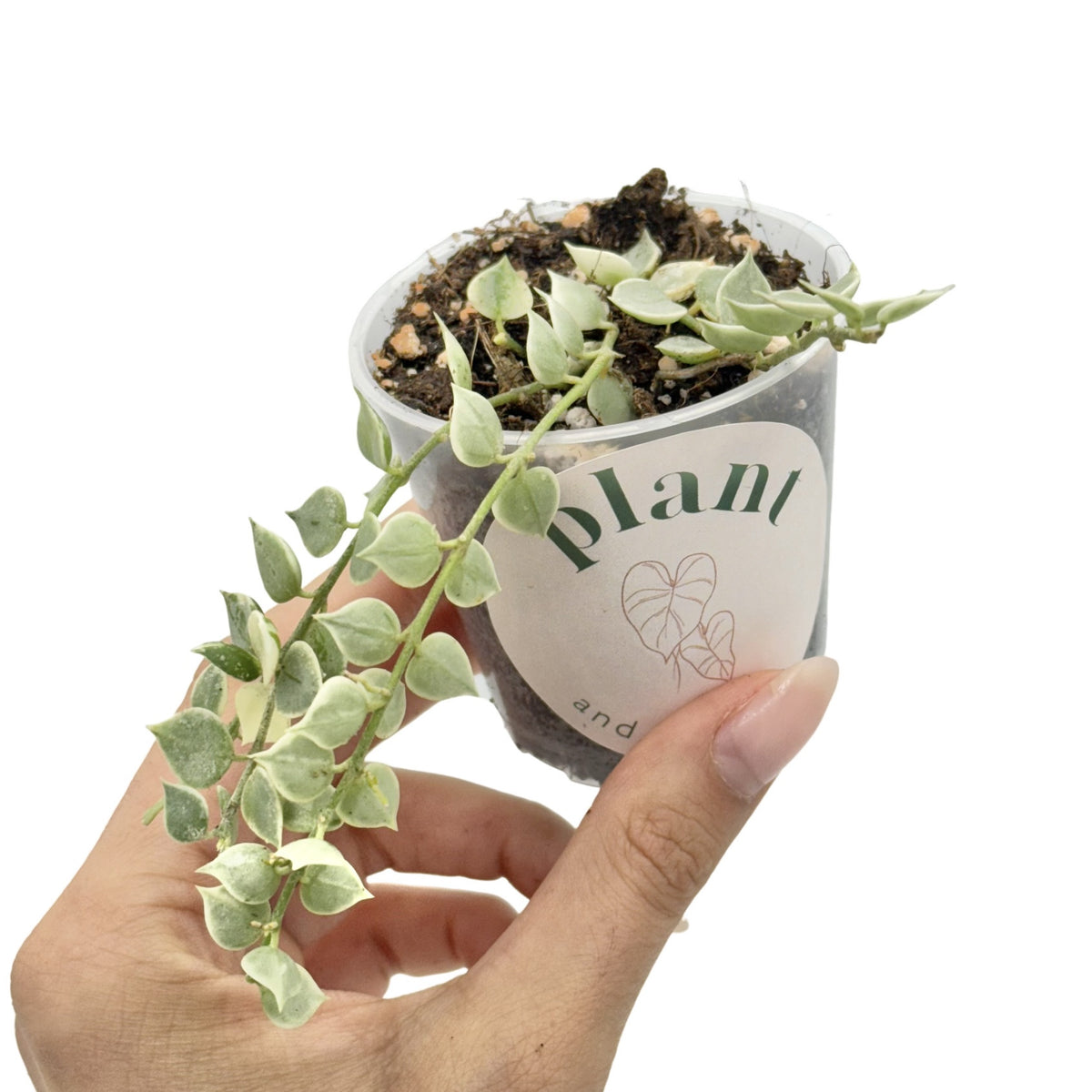 Plante retombante Dischidia Ruscifolia Variegata aux petites feuilles panachées de blanc dans son pot transparent
