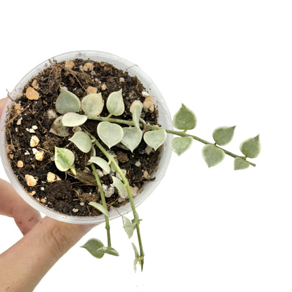 Dischidia Ruscifolia Variegata aux feuilles panachées en forme de coeur dans un petit pot en plastique transparent