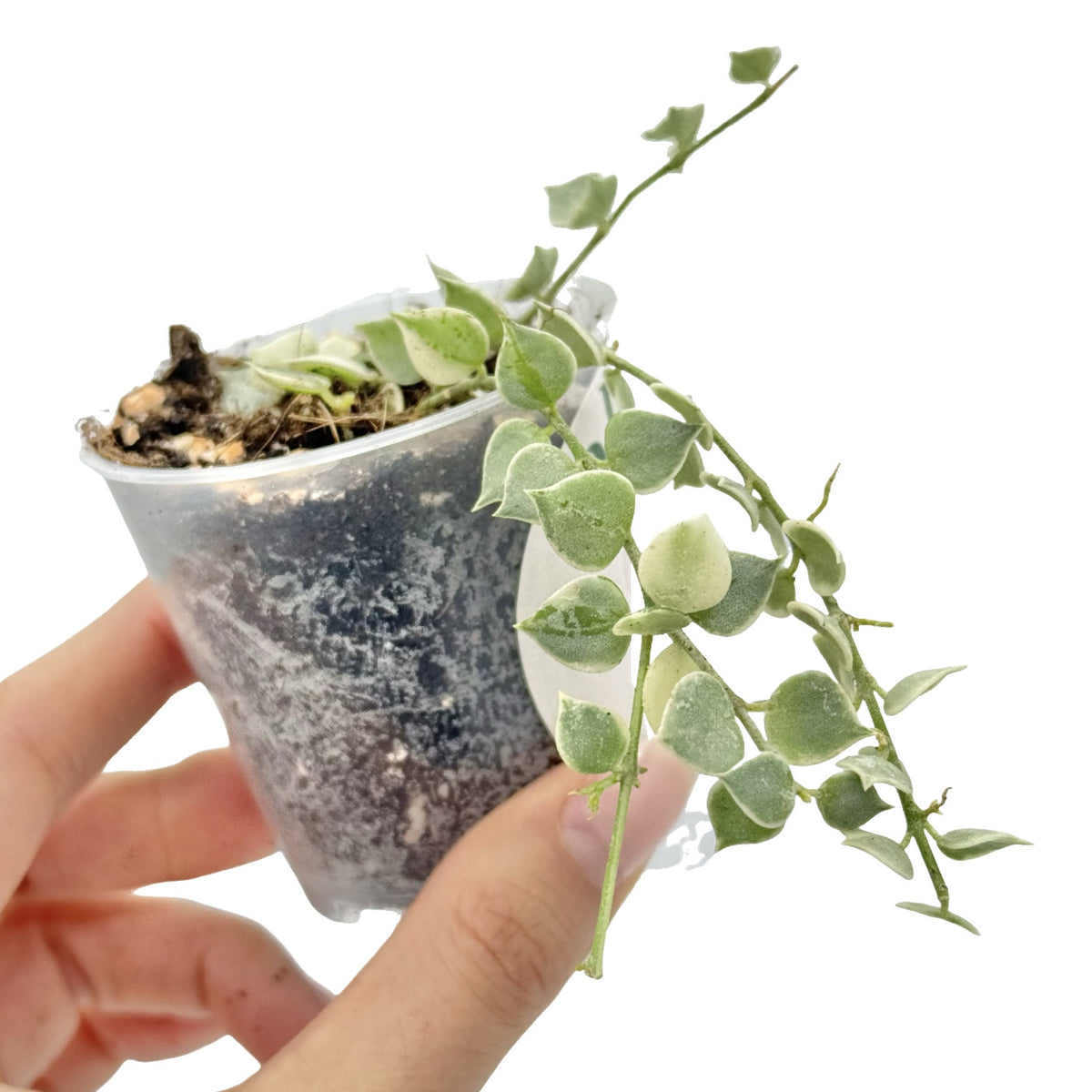 Jeune plant de Dischidia Ruscifolia Variegata aux feuilles panachées vertes et crème dans un pot en plastique transparent