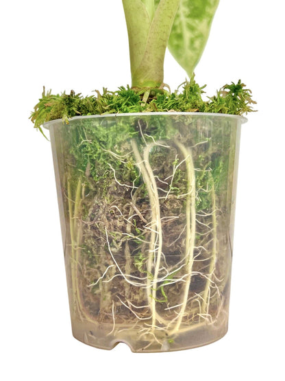 Lot Pot Aracées Transparent - Pot de culture transparent pour plantes