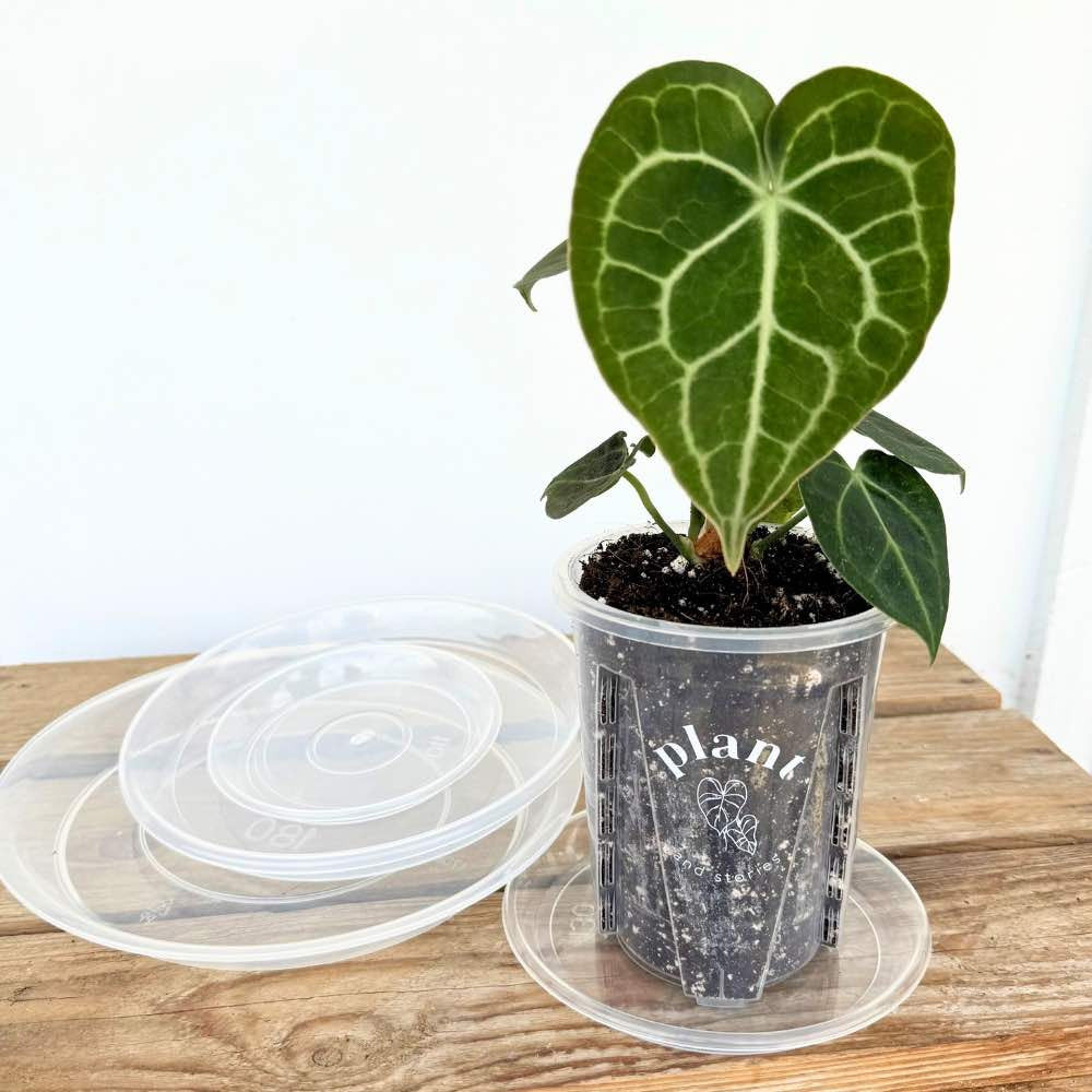 Lot Pot Aracées Transparent - Pot de culture transparent pour plantes
