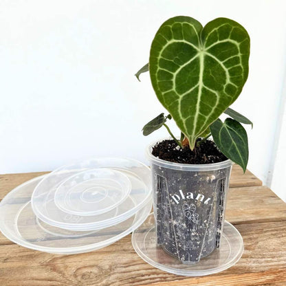 Lot Pot Aracées Transparent - Pot de culture transparent pour plantes