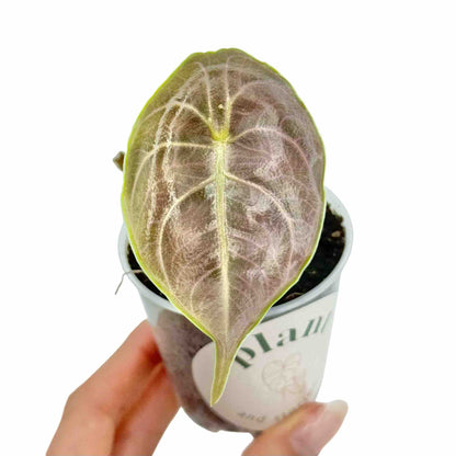Alocasia Azlanii