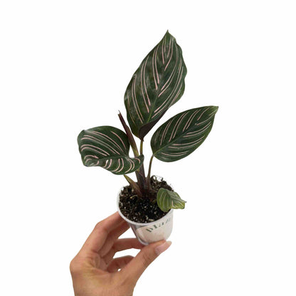 Calathea Ornata