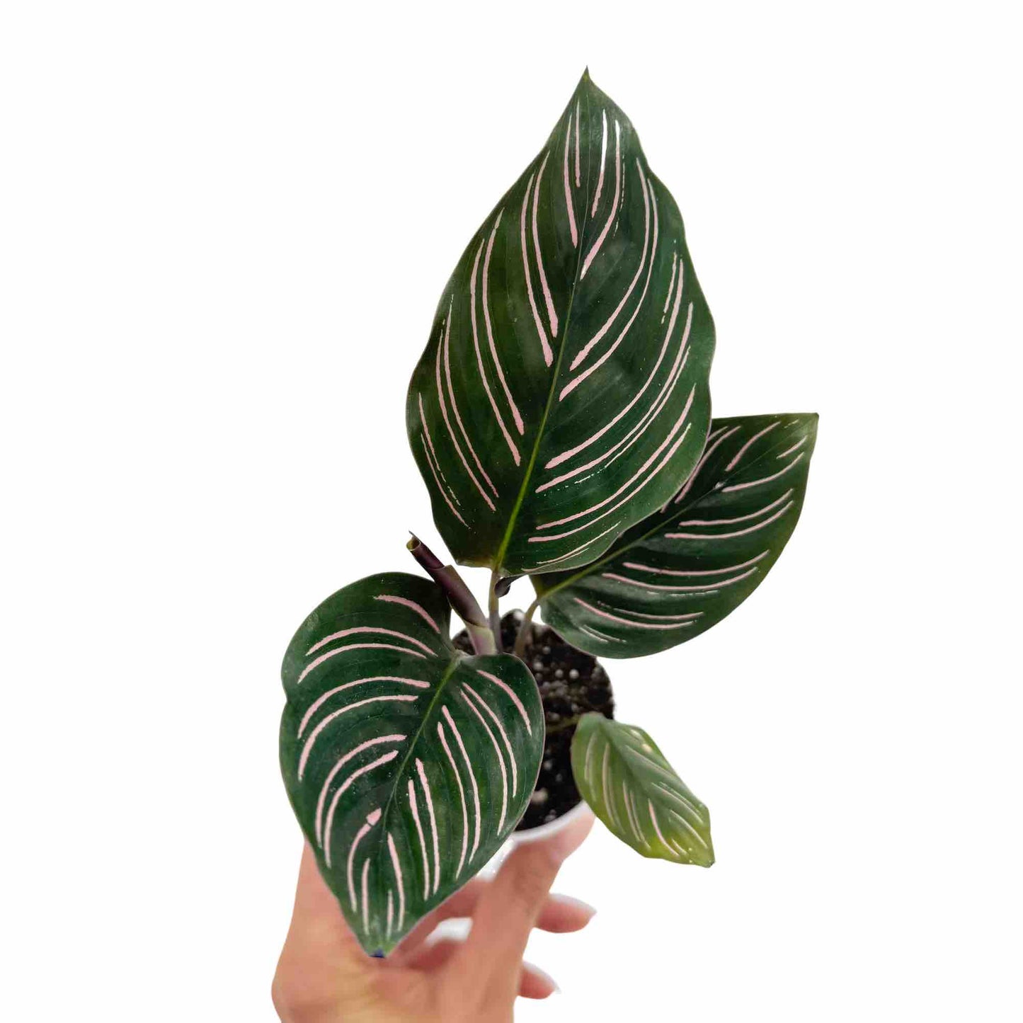 Calathea Ornata